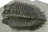 Detailed Coltraneia Trilobite Fossil - Huge Faceted Eyes #273801-2